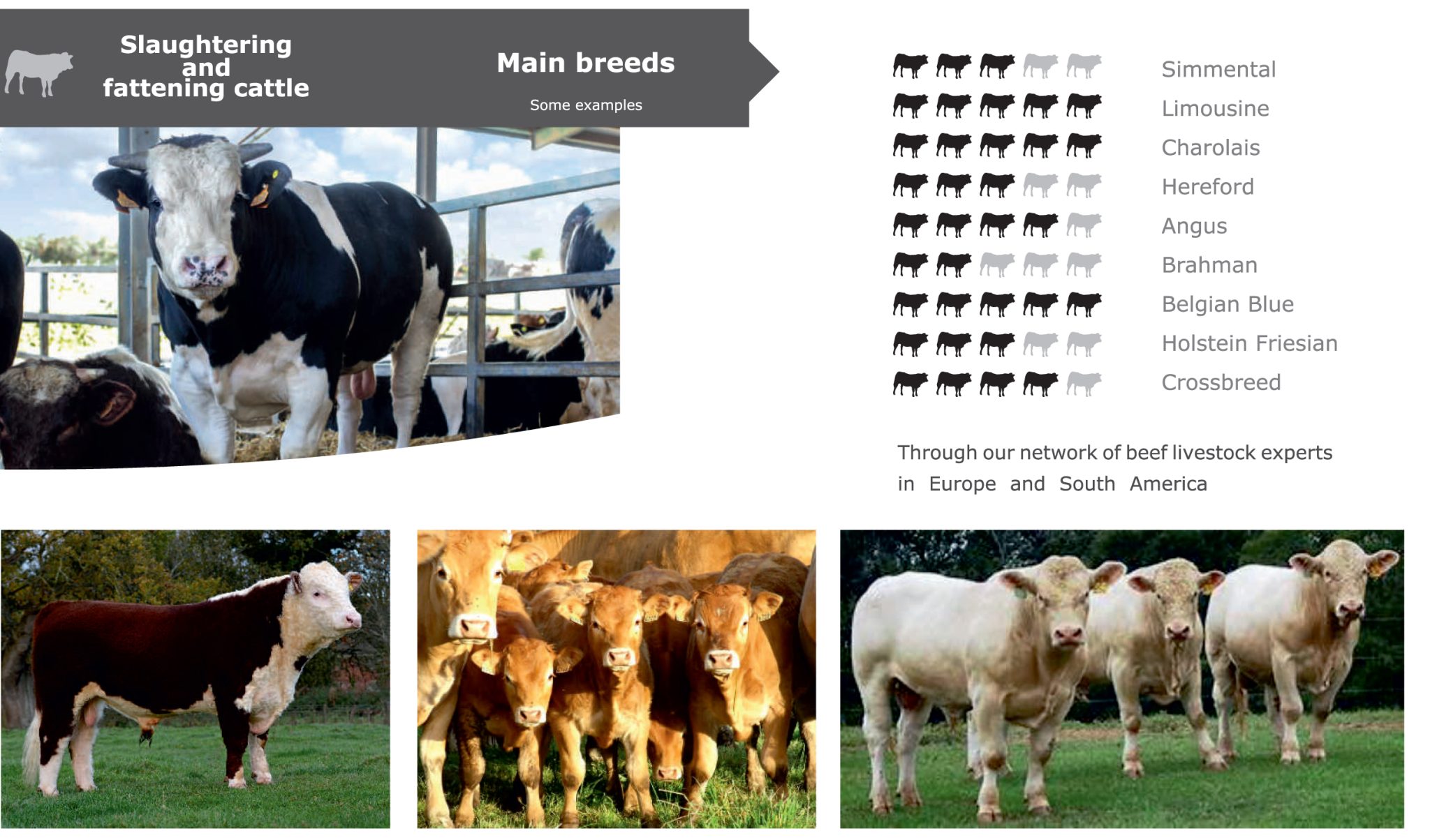 Slaughtering and Fattening cattle AYN LIVESTOCK IMPORT & EXPORT