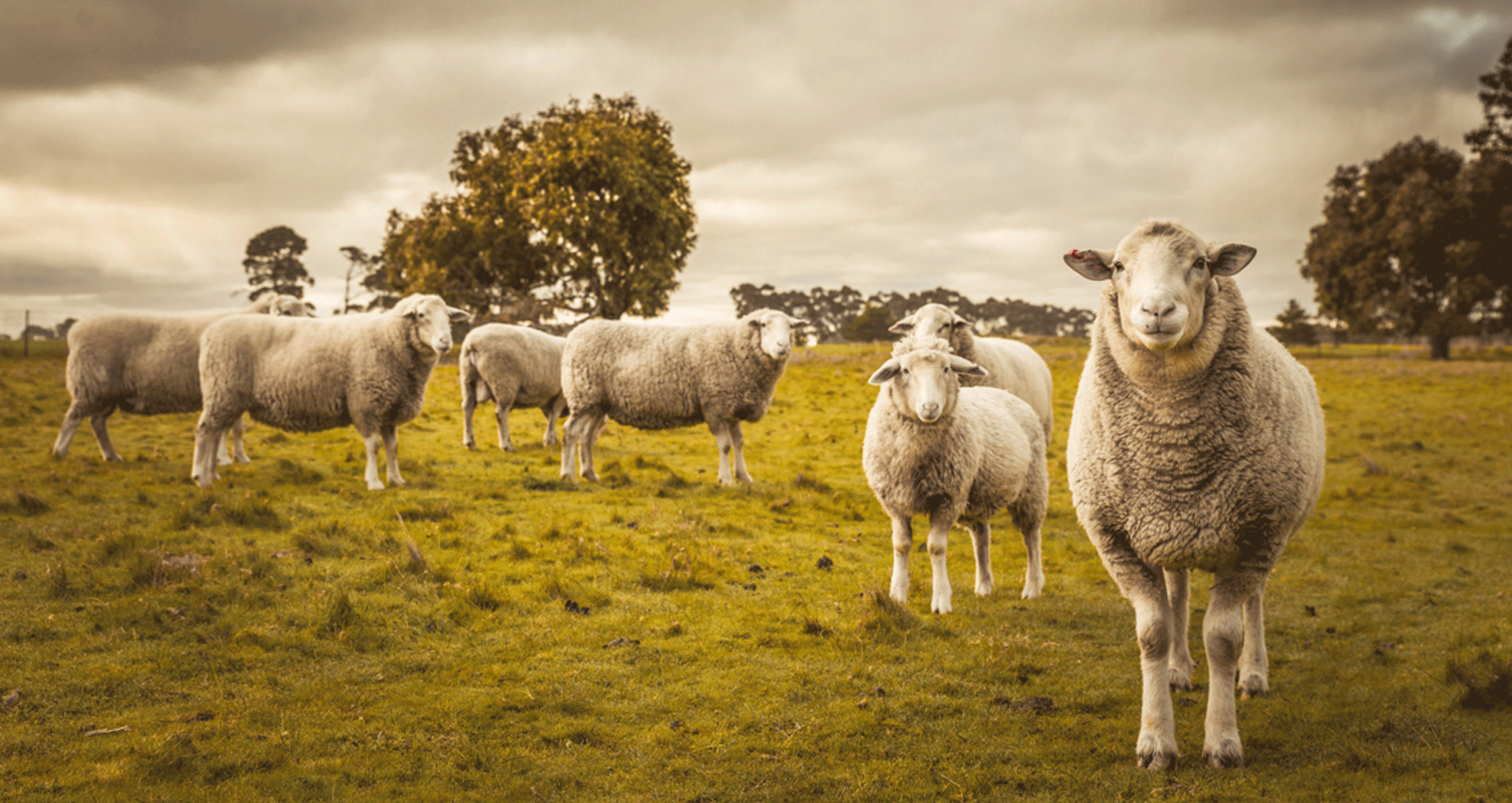 Sheep and Lambs